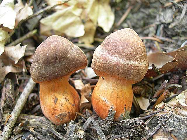 Cortinarius (Telamonia) bulliardii (Pers.) Fr.